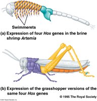 Hox gene expression in brine shrimp and grasshopper, illustrating evolutionary changes in body plan