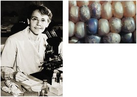 Barbara McClintock and her maize experiments demonstrating transposable elements