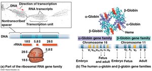 Gene families: rRNA gene family and α- and β-globin gene families