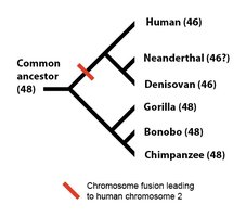 Chromosome fusion in human evolution compared to other primates