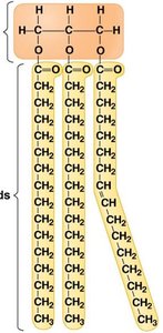 triglyceride structure