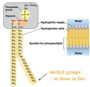 phospholipid structure and bilayer
