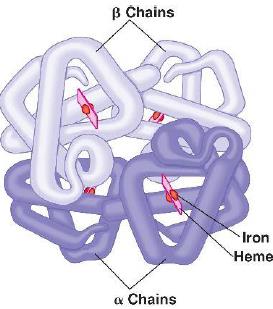 hemoglobin structure