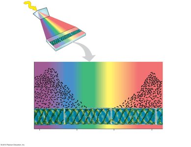 Engelmann's experiment on light and photosynthesis