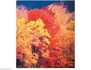 Fall foliage colors due to carotenoids