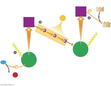 Photosystems and electron flow in light reactions