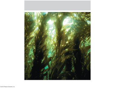 Kelp, a large alga (photosynthetic protist)
