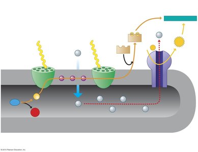 Electron transport chain and ATP synthesis in thylakoid membrane