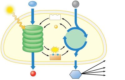 Integration of light reactions and Calvin cycle