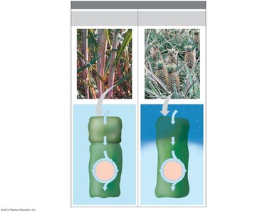 C4 and CAM pathways compared