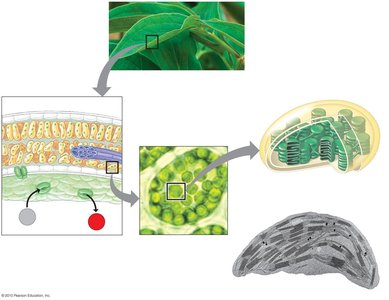 Leaf cross section showing chloroplasts, thylakoids, stroma, and stomata
