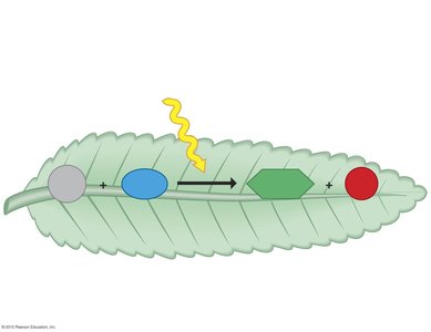 Photosynthesis equation diagram