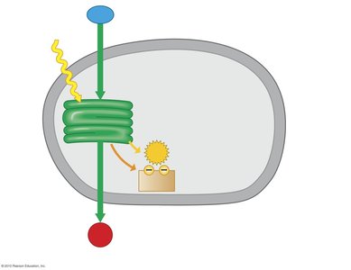 Diagram of light reactions and Calvin cycle