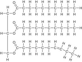 Triglyceride structure