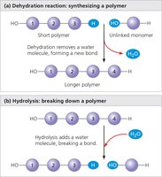 Dehydration and hydrolysis reactions