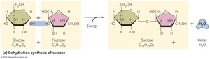 Dehydration synthesis of sucrose
