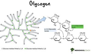 Glycogen structure and function