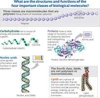 Overview of the four classes of biological macromolecules