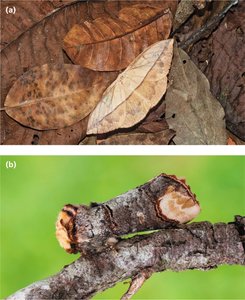 Camouflage as an example of evolutionary adaptation