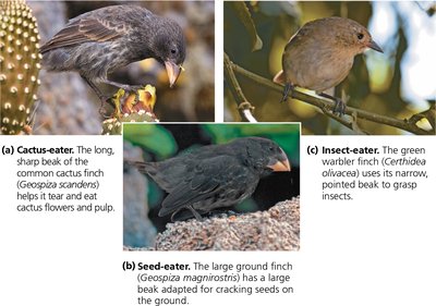 Beak variation in Galápagos finches