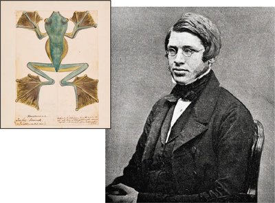 Alfred Russel Wallace and his illustration of a flying tree frog