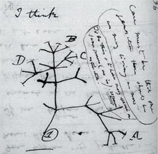 Darwin's sketch of the evolutionary tree