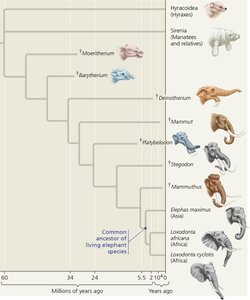 Evolutionary tree of elephants and their relatives