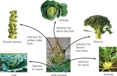 Artificial selection in wild mustard