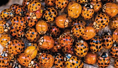 Variation in a population of Asian ladybird beetles