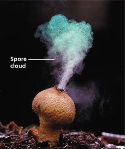 Overproduction of offspring in puffball fungus