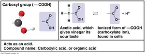 Carboxyl group structure and properties