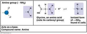 Amino group structure and properties