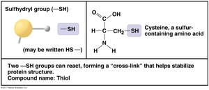 Sulfhydryl group structure and properties