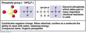 Phosphate group structure and properties