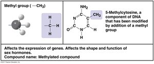 Methyl group structure and properties