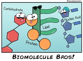 Biomolecule cartoon overview
