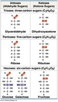Table of monosaccharides