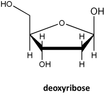 Deoxyribose structure
