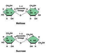 Disaccharide structures