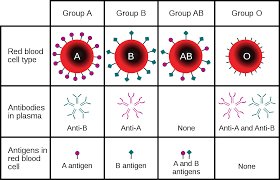 Blood group antigens as cell markers
