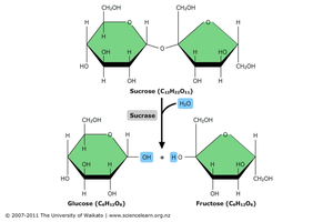Hydrolysis of carbohydrates