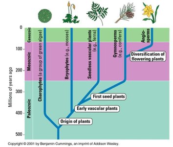 Plant evolutionary timeline