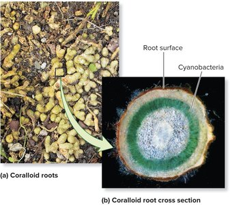 Corraloid roots and cross-section
