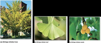 Ginkgo biloba tree, leaf, and seeds