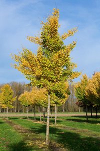 Coniferous trees