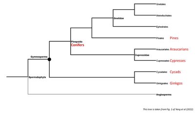 Gymnosperm reproductive cycle