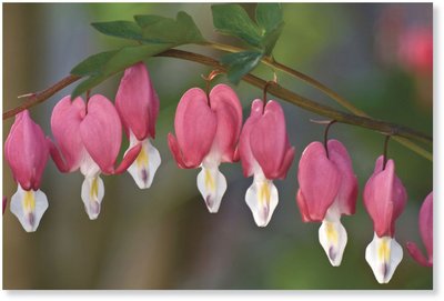 Angiosperm flower