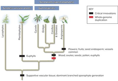 Phylogenetic tree of seed plants
