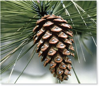 Pine cone