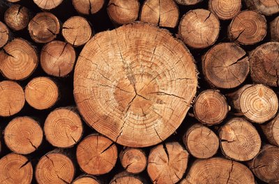 Wood cross-section